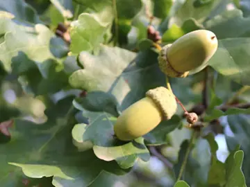 acorns in an oak tree