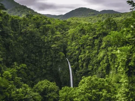 Rainforest and Turtle Conservation in Costa Rica school groups