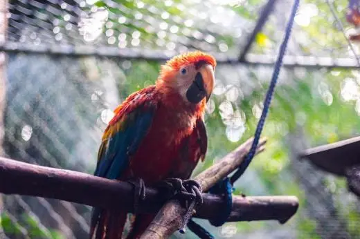 Peru Amazon Conservation