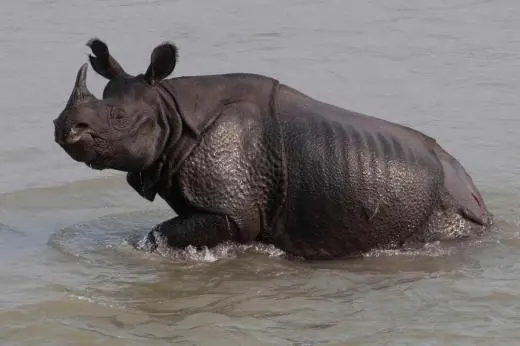 Rhino Conservation in Nepal
