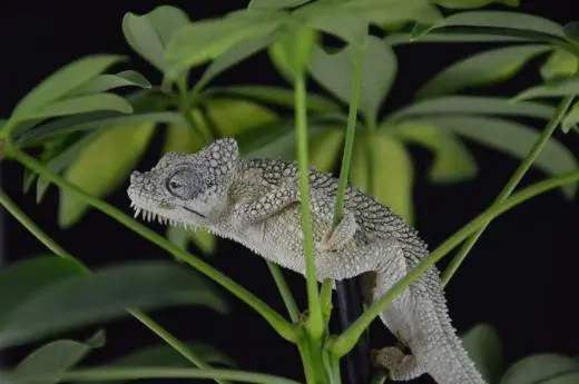 chameleon in the rainforest
