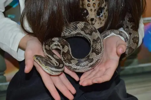 Captivating Creatures school groups