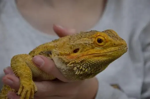 Captivating Creatures school groups