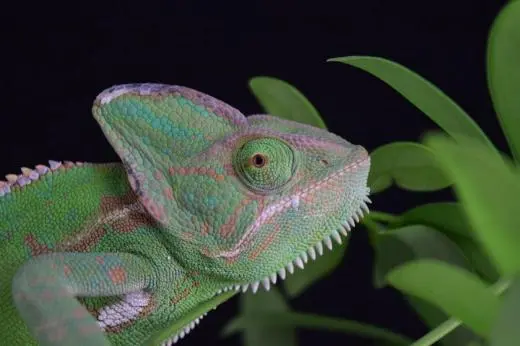 Captivating Creatures school groups