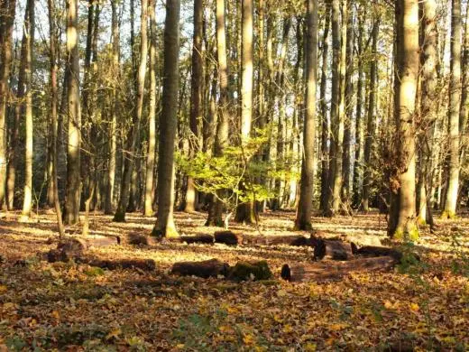 school trip at Field Studies Council Amersham