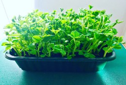 Green Up Your Act Education school groups