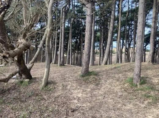 NatureLab Formby Sand Dunes Field Trips school groups