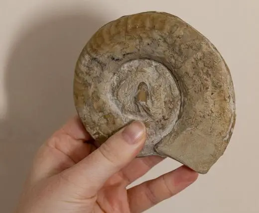 NatureLab Fossils and Evolution