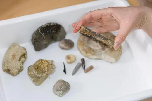 NatureLab Fossils and Evolution photograph