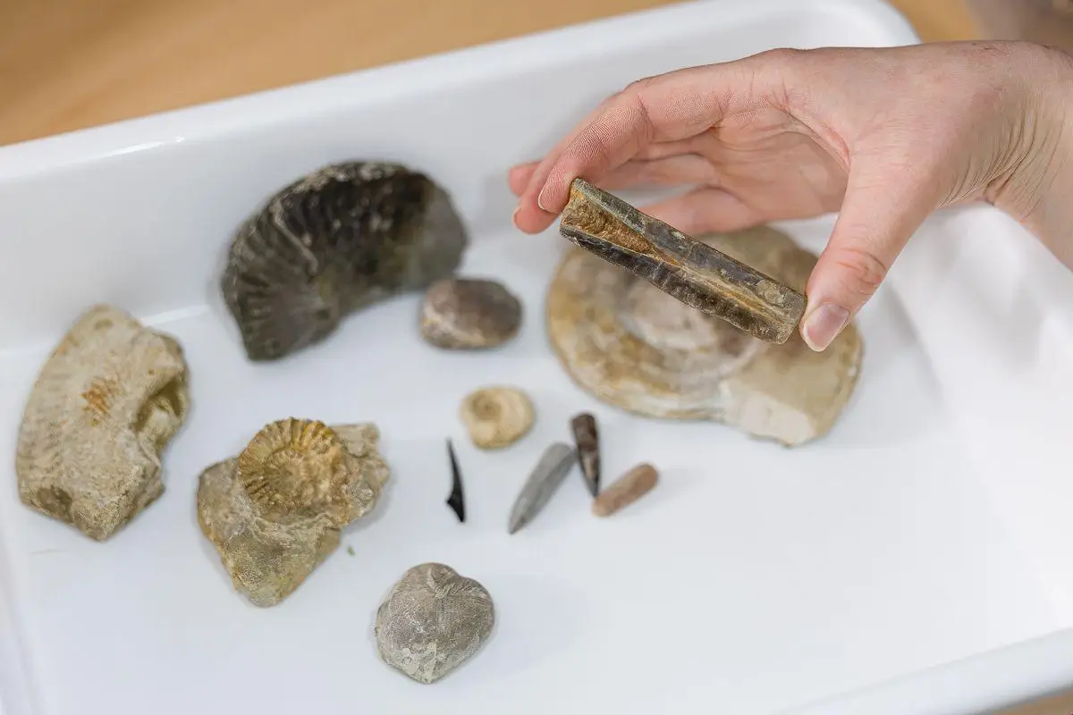 tray of fossilised creatures