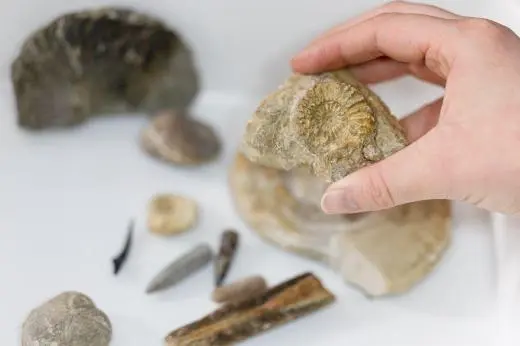 NatureLab Fossils and Mary Anning photograph