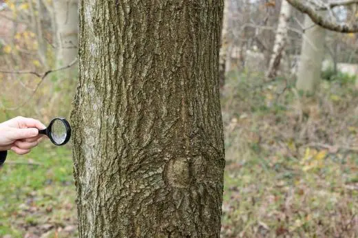 magnifying glass looking for lichens on a tree trunk