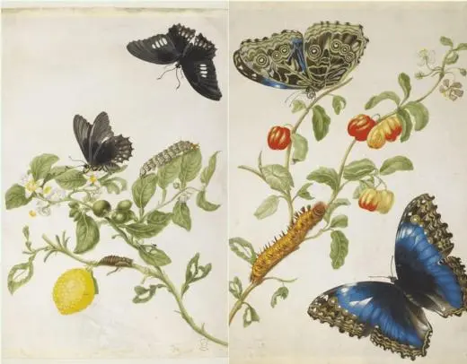 biological illustrations