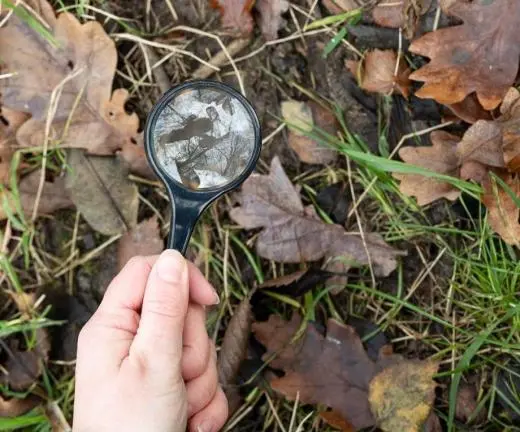 NatureLab Naturalist Maria Merian: Life Cycles photograph